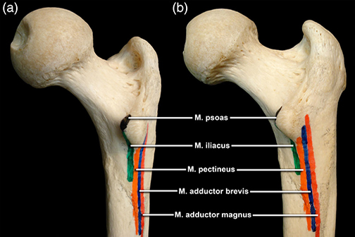 iliacus and psoas muscles